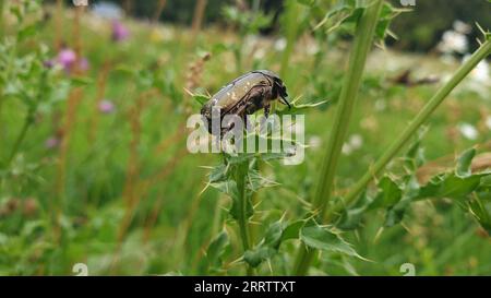 Der bronzegrüne Rosenkäfer ist aufgrund seiner ökologischen Bedeutung ein wichtiger Bestandteil der europäischen Fauna. Er ist in der roten Liste des Endans aufgeführt Stockfoto