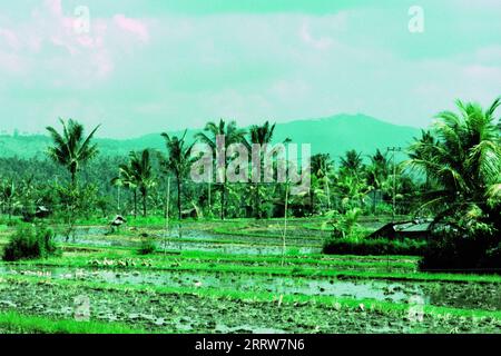 PADI-Reisfelder in der balinesischen Landschaft Stockfoto