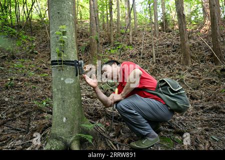 230814 -- LU AN, 14. August 2023 -- Wang Kedong überprüft eine Infrarotkamera während der Patrouille auf der Tiantangzhai Management Station im Anhui Tianma National Nature Reserve, ostchinesische Provinz Anhui, 12. August 2023. Wang Kedong und Gao Kaiyu, beide 58 Jahre alt, sind Ranger der Tiantangzhai Management Station des Anhui Tianma National Nature Reserve. Sie leben das ganze Jahr über in den Bergen und patrouillieren seit 25 Jahren täglich auf einer Strecke von mehr als 20 Kilometern. Das Anhui Tianma National Nature Reserve wurde 1998 auf der Grundlage von zwei ehemaligen Anhui Provincial Nature Reserves gegründet. Es ist Loca Stockfoto