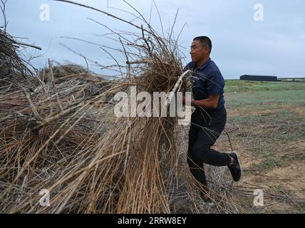 230815 -- ORDOS, 15. August 2023 -- Villager Zhou Zhizhong räumt am 11. August 2023 die salix-Filialen in Dalad Banner, der Autonomen Region Innere Mongolei in Nordchina, ab. Der gelbe Fluss macht eine gigantische Kehrtwende über den westlichen Teil der Autonomen Region Innere Mongolei in Nordchina, die für ihre lange Geschichte der Zivilisation, die reiche Reserve an Energieressourcen und leider die anfällige ökologische Umwelt aufgrund der Wüsten Kubuqi und Maowusu bekannt ist. Seit Jahrzehnten widmen sich Menschen, die in den Wüsten leben, Aufforstungskampagnen unter Anleitung und Unterstützung von Stockfoto