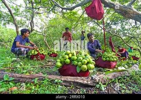 230818 -- CHATTOGRAM, 18. August 2023 -- Bauern arbeiten auf einer Guava-Obstplantage in Chattogram, Bangladesch, 17. August 2023. BANGLADESCH-CHATTOGRAM-GUAVE-FARMING Salim PUBLICATIONxNOTxINxCHN Stockfoto