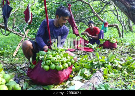 230818 -- CHATTOGRAM, 18. August 2023 -- Bauern arbeiten auf einer Guava-Obstplantage in Chattogram, Bangladesch, 17. August 2023. BANGLADESCH-CHATTOGRAM-GUAVE-FARMING Salim PUBLICATIONxNOTxINxCHN Stockfoto