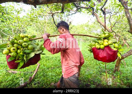 230818 -- CHATTOGRAM, 18. August 2023 -- am 17. August 2023 bringt Ein Landwirt frisch geerntete Guavas auf einen lokalen Markt in Chattogram, Bangladesch. BANGLADESCH-CHATTOGRAM-GUAVE-FARMING Salim PUBLICATIONxNOTxINxCHN Stockfoto