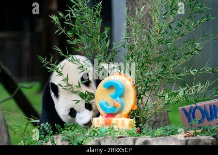 230821 -- WASHINGTON, 21. Aug. 2023 -- Riesenpandajunges Xiao Qi Ji genießt am 21. Aug. 2023 einen Eiskuchen im Smithsonian's National Zoo in Washington, D.C., USA. Xiao Qi Ji feierte seinen dritten Geburtstag am Montag im Smithsonian's National Zoo in Washington, D.C. U.S.-WASHINGTON, D.C.-RIESE PANDA CUB-BIRTHDAY-CELEBRATION LIUXJIE PUBLICATIONXNOTXINXCHN Stockfoto