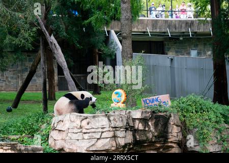 230821 -- WASHINGTON, 21. Aug. 2023 -- Riesenpandajunges Xiao Qi Ji geht am 21. Aug. 2023 zu einem Eiskuchen im Smithsonian's National Zoo in Washington, D.C., USA. Xiao Qi Ji feierte seinen dritten Geburtstag am Montag im Smithsonian's National Zoo in Washington, D.C. U.S.-WASHINGTON, D.C.-RIESE PANDA CUB-BIRTHDAY-CELEBRATION LIUXJIE PUBLICATIONXNOTXINXCHN Stockfoto