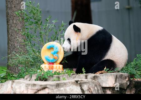 230821 -- WASHINGTON, 21. Aug. 2023 -- Riesenpandajunges Xiao Qi Ji genießt am 21. Aug. 2023 einen Eiskuchen im Smithsonian's National Zoo in Washington, D.C., USA. Xiao Qi Ji feierte seinen dritten Geburtstag am Montag im Smithsonian's National Zoo in Washington, D.C. U.S.-WASHINGTON, D.C.-RIESE PANDA CUB-BIRTHDAY-CELEBRATION LIUXJIE PUBLICATIONXNOTXINXCHN Stockfoto