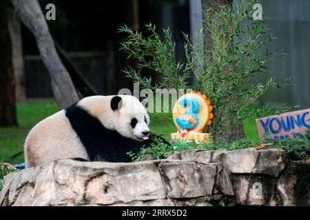 230821 -- WASHINGTON, 21. Aug. 2023 -- Riesenpandajunges Xiao Qi Ji genießt am 21. Aug. 2023 einen Eiskuchen im Smithsonian's National Zoo in Washington, D.C., USA. Xiao Qi Ji feierte seinen dritten Geburtstag am Montag im Smithsonian's National Zoo in Washington, D.C. U.S.-WASHINGTON, D.C.-RIESE PANDA CUB-BIRTHDAY-CELEBRATION LIUXJIE PUBLICATIONXNOTXINXCHN Stockfoto