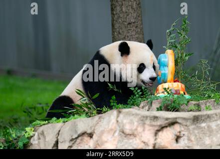 230821 -- WASHINGTON, 21. Aug. 2023 -- Riesenpandajunges Xiao Qi Ji genießt am 21. Aug. 2023 einen Eiskuchen im Smithsonian's National Zoo in Washington, D.C., USA. Xiao Qi Ji feierte seinen dritten Geburtstag am Montag im Smithsonian's National Zoo in Washington, D.C. U.S.-WASHINGTON, D.C.-RIESE PANDA CUB-BIRTHDAY-CELEBRATION LIUXJIE PUBLICATIONXNOTXINXCHN Stockfoto