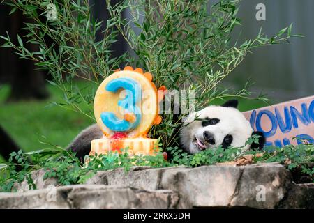 230821 -- WASHINGTON, 21. Aug. 2023 -- Riesenpandajunges Xiao Qi Ji genießt am 21. Aug. 2023 einen Eiskuchen im Smithsonian's National Zoo in Washington, D.C., USA. Xiao Qi Ji feierte seinen dritten Geburtstag am Montag im Smithsonian's National Zoo in Washington, D.C. U.S.-WASHINGTON, D.C.-RIESE PANDA CUB-BIRTHDAY-CELEBRATION LIUXJIE PUBLICATIONXNOTXINXCHN Stockfoto