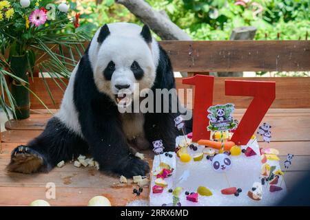 230823 -- KUALA LUMPUR, 23. August 2023 -- der Riesenpanda Xing Xing genießt Geburtstagsgeschenke im Giant Panda Conservation Center im Zoo Negara in der Nähe von Kuala Lumpur, Malaysia, 23. August 2023. Das Riesenpandapaar Xing Xing und Liang Liang spielen weiterhin ihre Rolle als Botschafter in Malaysia, als das Paar am Mittwoch 17 Jahre alt wurde. In einer Zeremonie wurden den riesigen Pandas, die seit ihrer Ankunft hier im Jahr 2014 eine herausragende Rolle bei der Förderung der engen und harmonischen Beziehung zwischen China und Malaysia gespielt haben, ein Eiskuchen sowie andere Leckereien zu ihrem besonderen Tag im Großen Panda präsentiert Stockfoto