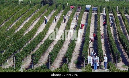 230825 -- IZMIR, 25. August 2023 -- Weinberge werden in Urla Stadt, Provinz Izmir, T¹rkiye, am 23. August 2023 gesehen. Die ägäische Region T¹rkiye ist ein Paradies für Weinliebhaber. Mit seinem idyllischen Klima und dem perfekt für die Weinherstellung geeigneten Gelände ist die Region die Heimat von mehr als der Hälfte der Weinproduktion des Landes. ZU DEN Besonderheiten: Die Weinberge der Ägäis in T¹rkiye locken Weinliebhaber auf der ganzen Welt an /Handout Via Xinhua TRKIYE-IZMIR-WINERY-VINEYARD MustafaxKaya PUBLICATIONxNOTxINxCHN Stockfoto