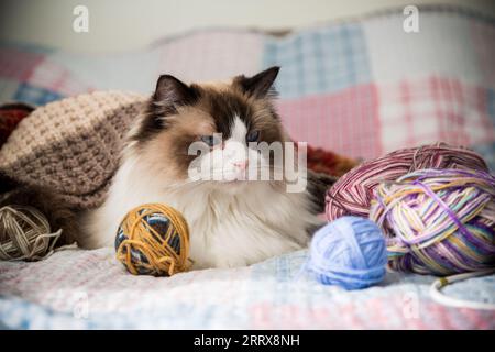 Farbige Fäden, Stricknadeln und andere Artikel zum Handstricken und eine süße Hauskatze Ragdoll auf dem Bett. Stockfoto