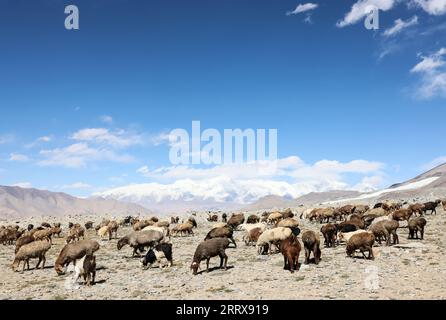 Taxkorgan, Chinas Autonome Region Xinjiang Uygur. September 2023. Schafe grasen am Fuße des Mount Muztagata auf dem Pamir-Plateau, Nordwestchinas autonome Region Xinjiang Uygur, 6. September 2023. Quelle: Lan Hongguang/Xinhua/Alamy Live News Stockfoto