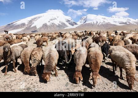 Taxkorgan, Chinas Autonome Region Xinjiang Uygur. September 2023. Schafe grasen am Fuße des Mount Muztagata auf dem Pamir-Plateau, Nordwestchinas autonome Region Xinjiang Uygur, 6. September 2023. Quelle: Lan Hongguang/Xinhua/Alamy Live News Stockfoto