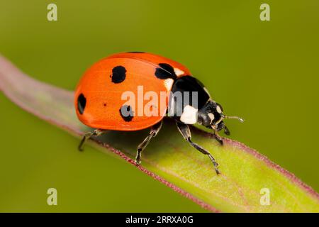 Kleiner und farbenfroher Labybug-Käfer mit sieben Flecken auf einem Peoni-Blatt mit verschwommenem Hintergrund und Kopierraum Stockfoto