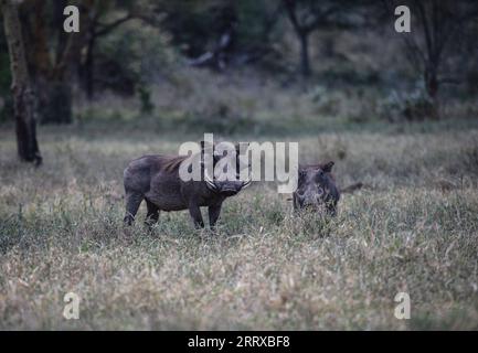 230903 -- NAKURU, 3. September 2023 -- dieses Foto, das am 2. September 2023 aufgenommen wurde, zeigt Wildschweine im Lake Nakuru National Park in Kenia. KENIA-NAKURU-WILDTIERE WangxGuansen PUBLICATIONxNOTxINxCHN Stockfoto