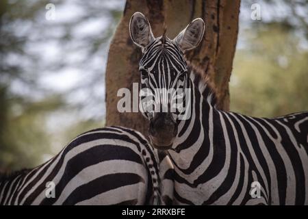 230903 -- NAKURU, 3. September 2023 -- dieses Foto, das am 2. September 2023 aufgenommen wurde, zeigt Zebras im Lake Nakuru National Park in Kenia. KENIA-NAKURU-WILDTIERE WangxGuansen PUBLICATIONxNOTxINxCHN Stockfoto