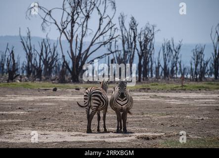 230903 -- NAKURU, 3. September 2023 -- dieses Foto, das am 2. September 2023 aufgenommen wurde, zeigt Zebras im Lake Nakuru National Park in Kenia. KENIA-NAKURU-WILDTIERE WangxGuansen PUBLICATIONxNOTxINxCHN Stockfoto