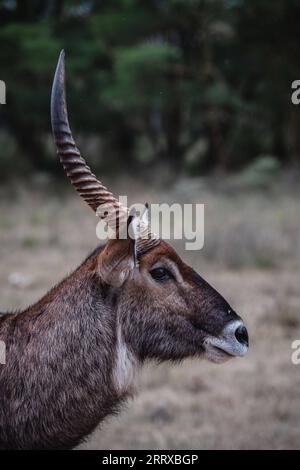 230903 -- NAKURU, 3. September 2023 -- dieses Foto, das am 2. September 2023 aufgenommen wurde, zeigt einen Wasserbock im Lake Nakuru Nationalpark in Kenia. KENIA-NAKURU-WILDTIERE WangxGuansen PUBLICATIONxNOTxINxCHN Stockfoto