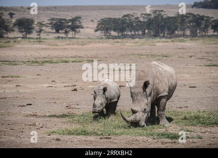 230903 -- NAKURU, 3. September 2023 -- dieses Foto, das am 2. September 2023 aufgenommen wurde, zeigt Nashörner im Lake Nakuru National Park in Kenia. KENIA-NAKURU-WILDTIERE WangxGuansen PUBLICATIONxNOTxINxCHN Stockfoto