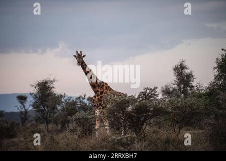 230903 -- NAKURU, 3. September 2023 -- dieses Foto, das am 2. September 2023 aufgenommen wurde, zeigt eine Giraffe im Lake Nakuru Nationalpark in Kenia. KENIA-NAKURU-WILDTIERE WangxGuansen PUBLICATIONxNOTxINxCHN Stockfoto