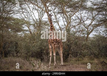 230903 -- NAKURU, 3. September 2023 -- dieses Foto, das am 2. September 2023 aufgenommen wurde, zeigt eine Giraffe im Lake Nakuru Nationalpark in Kenia. KENIA-NAKURU-WILDTIERE WangxGuansen PUBLICATIONxNOTxINxCHN Stockfoto