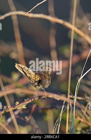 Gewöhnlicher Grasshopper Warbler (Locustella naevia) Erwachsener, der in der frühen Morgensonne Eccles-on-Sea thront, Norfolk, Großbritannien. Mai Stockfoto