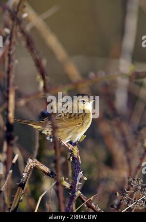 Gewöhnlicher Grasshopper Warbler (Locustella naevia) Erwachsener, der in der frühen Morgensonne Eccles-on-Sea thront, Norfolk, Großbritannien. Mai Stockfoto