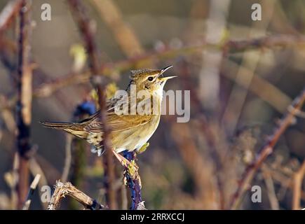 Gewöhnlicher Grasshopper Warbler (Locustella naevia) Erwachsener, der in der frühen Morgensonne Eccles-on-Sea, Norfolk, UK, auf dem Bromble singt. Mai Stockfoto