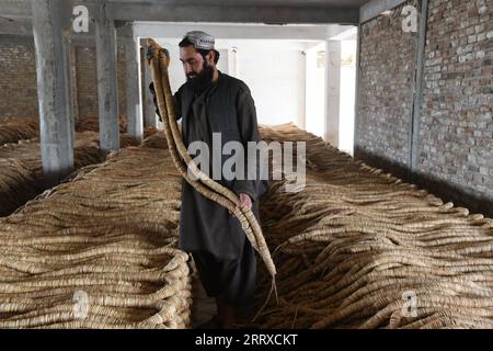 230904 -- KANDAHAR, 4. September 2023 -- Ein Mann arrangiert getrocknete Feigen auf einem Markt in der Provinz Kandahar, Afghanistan, 4. September 2023. Feigen sind im südlichen Kandahar und in den benachbarten Provinzen Helmand und Zabul weit verbreitet. Die süße Frucht wird als Medizin in der traditionellen homöopathischen Behandlung im kriegszerstörten Land verwendet. Foto von /Xinhua AFGHANISTAN-KANDAHAR-GETROCKNETE FEIGEN Arghand PUBLICATIONxNOTxINxCHN Stockfoto