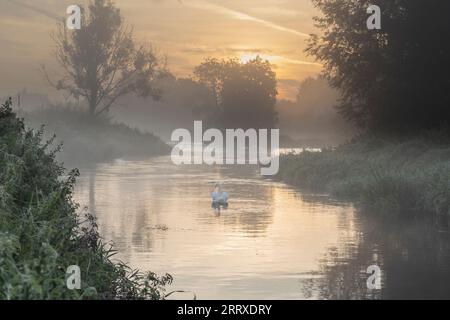 Am frühen Morgen mit Sonnenaufgang über einem ruhigen Fluss, der einen prominenten Schwan in der Mitte und mehr im Hintergrund hat. Flussufer mit Gras und Bäumen Stockfoto