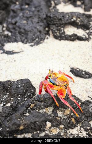 Nahaufnahme einer Sally Lightfoot Krabbe auf einem vulkanischen Felsen, selektiver Fokus, Galapagosinseln, Ecuador. Stockfoto