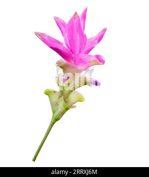 Siam Tulpenblüte isoliert auf weißem Hintergrund. Rosa Blume auf weißem Muster. Stockfoto