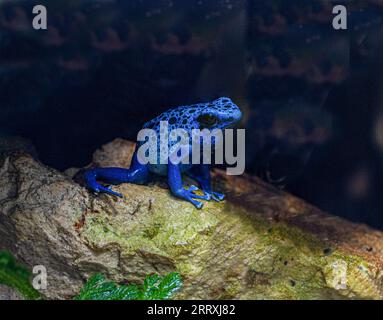 Der Blaugift-Dart-Frosch (Dendrobates-azureus) lebt im Nordosten Südamerikas