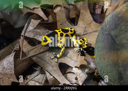 Gelb gebänderter Giftpfeilfrosch oder gelbköpfiger Giftpfeilfrosch (Dendrobates leucomelas). Tropischer Frosch, der in Südamerika lebt. Stockfoto