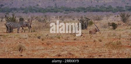 Sitzender Oryx mit Fransenohren auf der afrikanischen Savanne im Tsavo East National Park im Taita-Taveta County, Kenia an 2023 warmen, sonnigen Wintertagen am Juli. Stockfoto