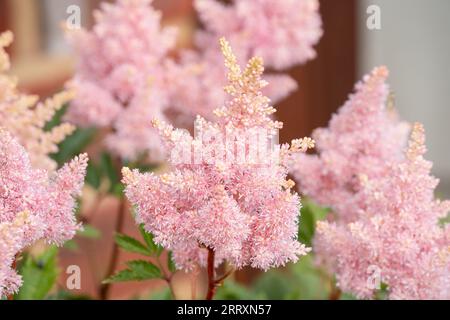 Nahaufnahme des wunderschönen Astilbe chinensis, allgemein bekannt als falscher Ziegenbart, hoher Falschbockbart oder chinesischer astilbe Stockfoto