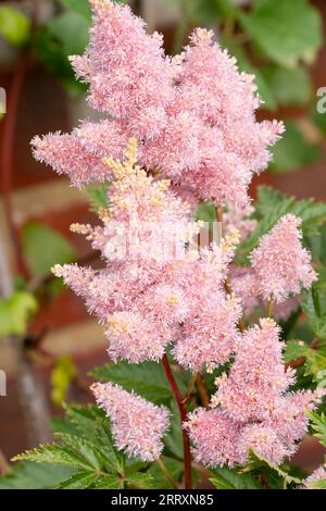 Nahaufnahme des wunderschönen Astilbe chinensis, allgemein bekannt als falscher Ziegenbart, hoher Falschbockbart oder chinesischer astilbe Stockfoto