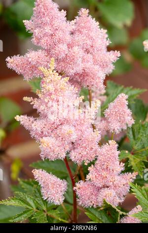 Nahaufnahme des wunderschönen Astilbe chinensis, allgemein bekannt als falscher Ziegenbart, hoher Falschbockbart oder chinesischer astilbe Stockfoto