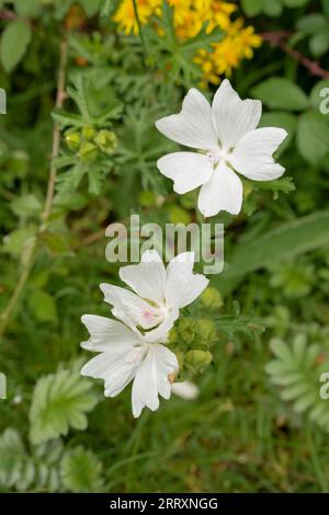 Nahaufnahme einer wunderschönen weißen Moschusmalve (Malva moschata), die wild wächst Stockfoto