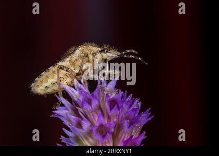 Ein Haargummi (Dolycoris baccarum), der sich von einer Blume ernährt Stockfoto