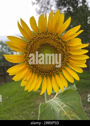 Eine wunderschöne gelbe Sonnenblume, die hoch steht vor einem Hintergrund von üppigem grünem Gras Stockfoto