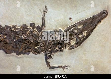 Fossil Crocodile, Borealosuchus wilsoni, Eozän, 52 MYO, Fossil Butte National Monument, Wyoming Stockfoto