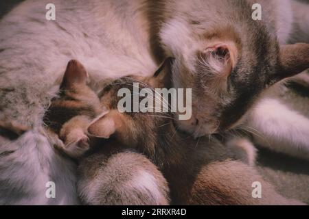 Mutter Katze füttern ihre jungen Stockfoto