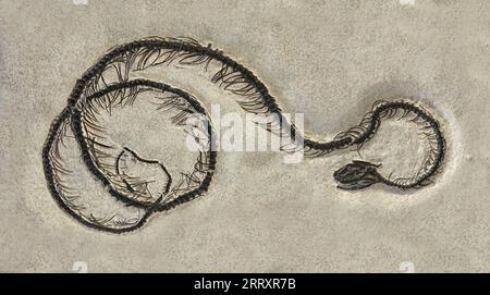Fossil Snake, Boavus idelmani, Eozän, 52MYO, Fossil Butte National Monument, Wyoming Stockfoto