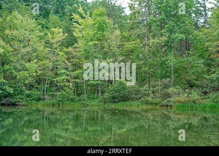 Ruhige Lage am See mit den Ende des Sommers Wildblumen und Ziegen entlang der Küste und die Bäume im Wald wechselnden Farben reflektieren Stockfoto