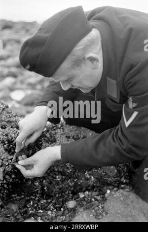 Der Fotograf Erich Andres in der Uniform der Kriegsmarine erntet Muscheln am Strand von Le Havre um sie zu verzehren, 1940. Der Fotograf Erich Andres in seiner Kriegsmarine-Uniform erntet Muscheln am Strand von Le Havre, um sie zu essen, 1940. Stockfoto