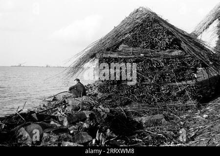 Ein junger Mann sitzt vor aufgeschichteten Reetbündeln und blickt auf die Nordsee, Lelystadhaven 1955. Ein junger Mann sitzt vor gestapelten Strohbündeln und blickt auf die Nordsee, Lelystadhaven 1955. Stockfoto