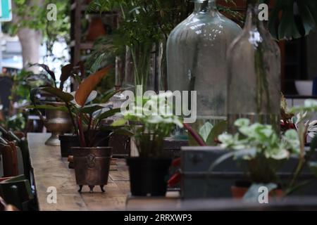 Eine lebhafte Umgebung im Freien mit einer Vielzahl von üppigen Topfpflanzen, die auf einem Holztisch angeordnet sind, begleitet von mehreren Glasflaschen Stockfoto
