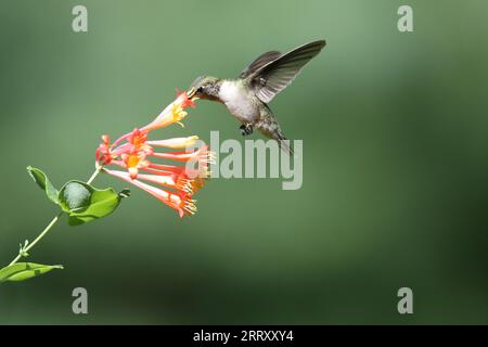 Rubinhaltiger Kolibri ernährt sich im Sommer von Geißblatt-Blüten Stockfoto